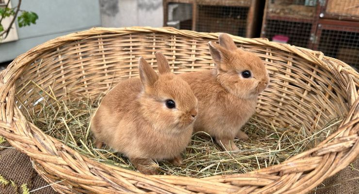 Bitlis Büyümeyen Tavşan