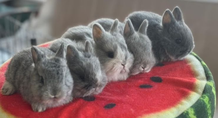 Bitlis Evcil Tavşan