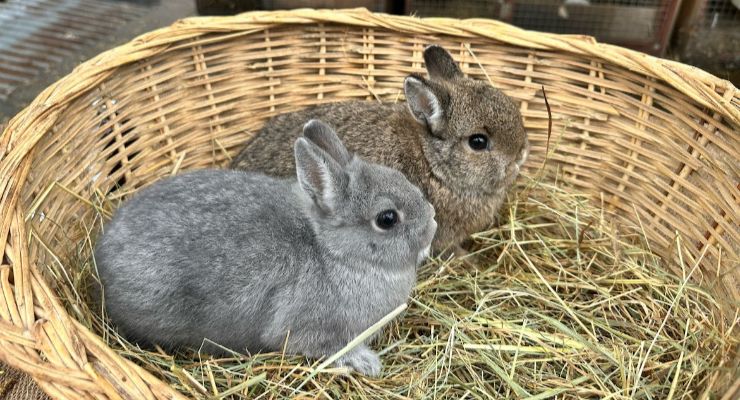 Bitlis Yavru Tavşan