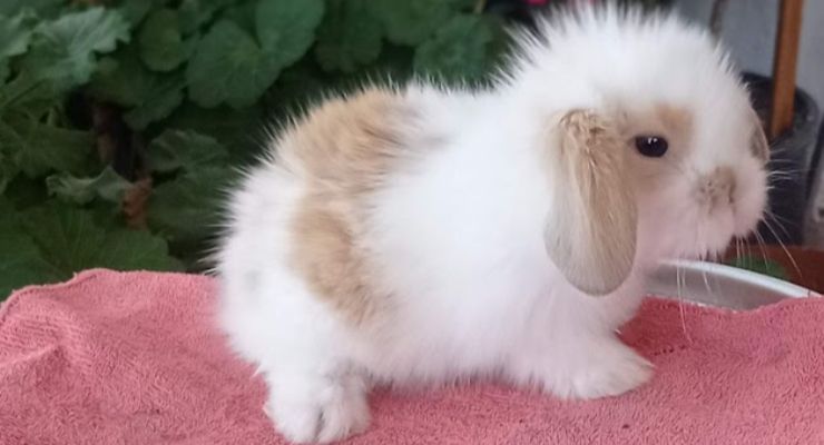 Bitlis Hollanda Lop Tavşan